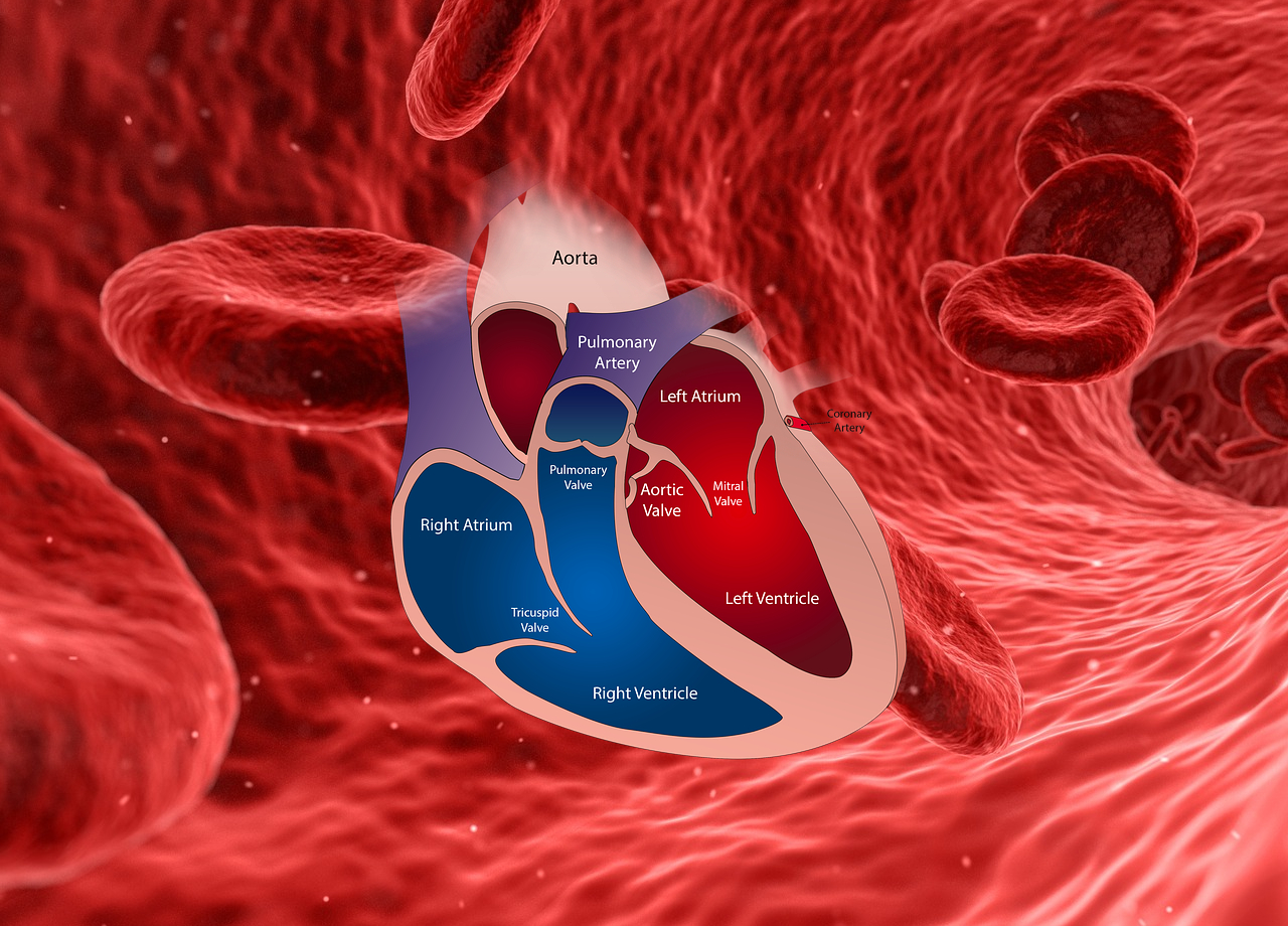Aorta