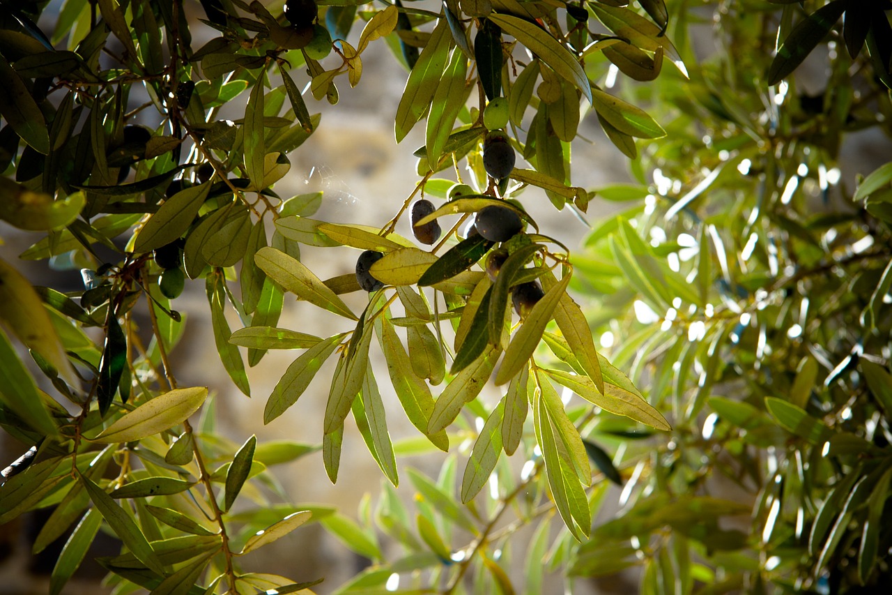 Olivos